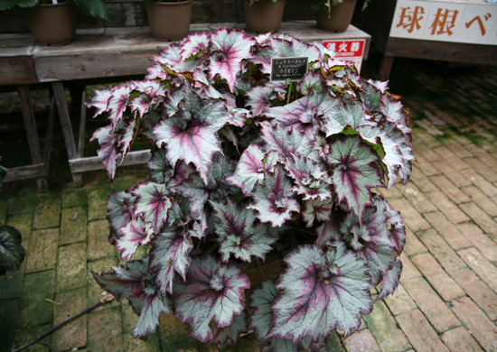 B. Uzu-Momiji